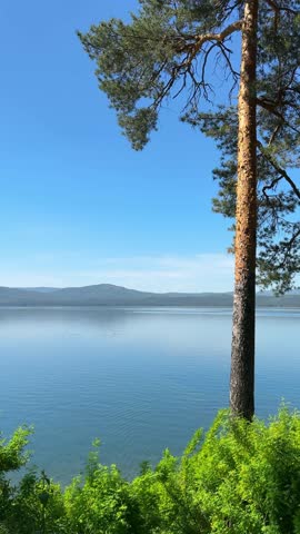 Pine trees on the shore of the mountain lake. Green grass swaying in the light wind. Beautiful summer landscape. Turgoyak lake in Southern Urals, Russia. Vertical video
