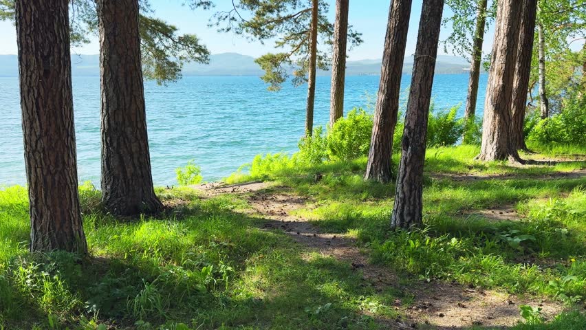 Pine trees on the shore of the mountain lake. Green grass swaying in the light wind. Beautiful summer landscape. Turgoyak lake in Southern Urals, Russia.
