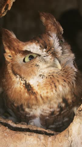 Close up of a cute and fuzzy Eastern Screech Owl. Vertical Video.
