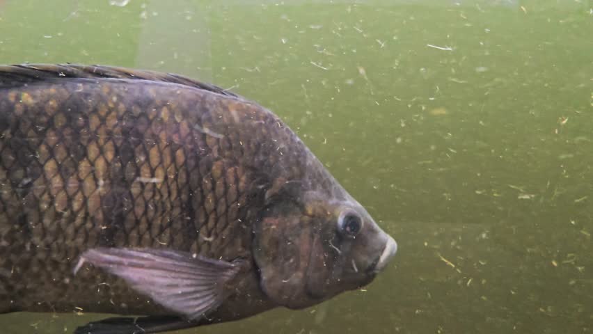 Underwater shot of tilapia fish gliding through turbid water, highlighting detailed scales and fin motion in slow motion.