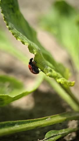 A red ladybug moves between leaf edges and soil, shown in crisp macro detail with shallow depth of field.