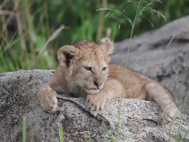 Adorable Lion Cub in Wild Nature.