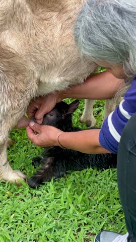 vertical video of a newborn goat looking for its mother