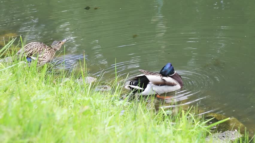 Male and female mallard ducks rest on a grassy pond bank in bright daylight. The ducks gradually move along the shoreline, the male