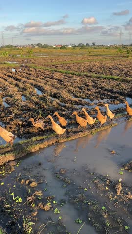 ducks farm in a ricefield Bali Indonesia
