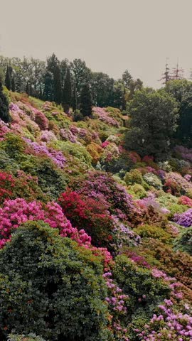 Spring Bloom in Lush Mountain Garden - Aerial View of Colorful Flowers and Greenery