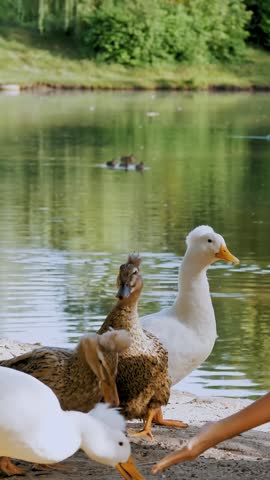 Feeding ducks. teenager girl is sitting by the lake or pond and feeding ducks with bread, in city park.