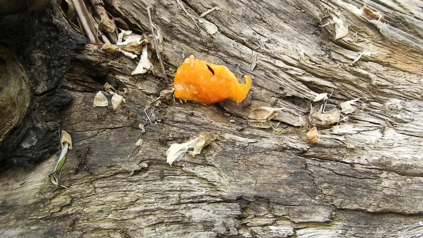 Ants eating a piece of food in time-lapse.