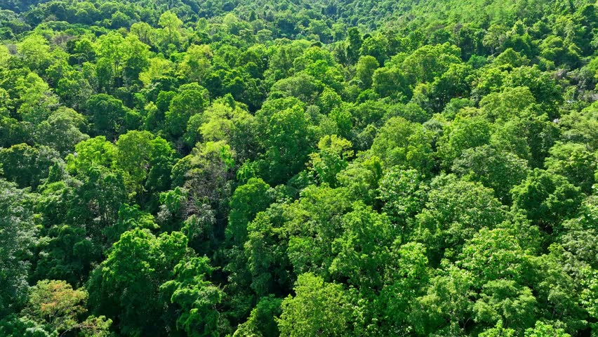 Bird’s eye perspective captures a lush forest landscape, highlighting the importance of protecting forests to absorb carbon and reduce the pace of climate change. Thailand.

