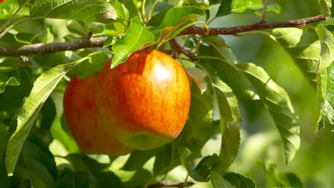 Apple on tree/Fruit/Nature