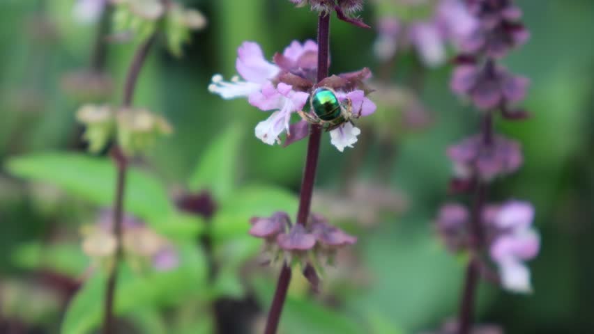 A dazzling Euglossa orchid bee from the Euglossini tribe delicately feeds on pink-white herb flowers, its metallic, iridescent body shimmering. Florida, May 11, 2025