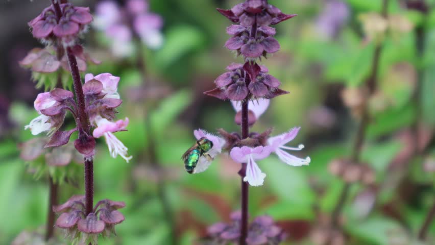 A stunning Euglossa orchid bee, part of the Euglossini tribe, is captured in the act of gathering nectar from a delicate pink-white mint flower. Florida, May 11, 2025