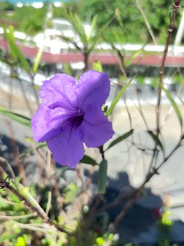 Picture a Rubelia tuberosa or mexican petunia, plus blue sky plue garden home sweet, so beautyful for travel family day.
#BaliIndonesia #beautyfulView