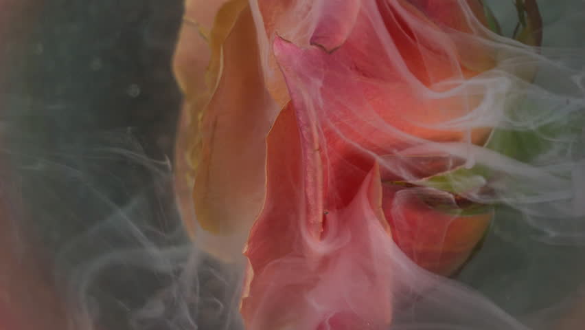 Vertical video. Smoke explosion. Mist flower. Elegant live glow rose white spray ink defocused pink peach fume water nature abstract color background .