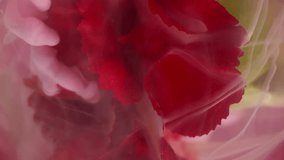 Vertical video. Smoke explosion. Mist flower. Elegant paint glow nature carnation spray ink defocused pink red fume water abstract color background . - Powered by Shutterstock - Get 15% off with code: PIKWIZARD15