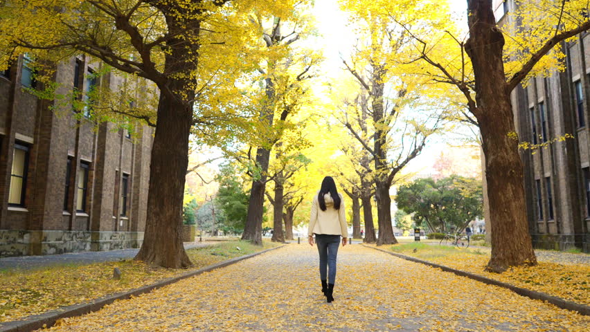 Happy Asian woman travel nature at public park in Tokyo city, Japan in autumn. Young woman walking down street and looking beautiful yellow ginkgo tree leaves falling down in winter autumn season.