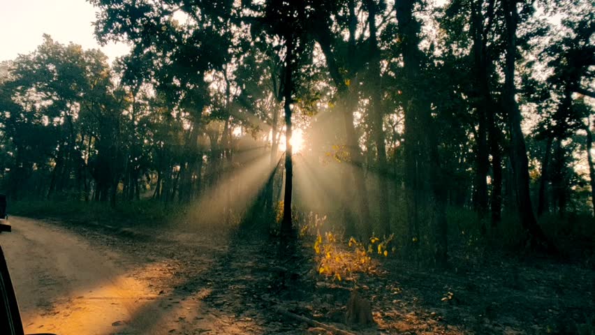 Beautiful sunlight in the forest with fog, foggy morning jungle safari in the forest of  kanha national park or tiger reserve madhya pradesh india asia