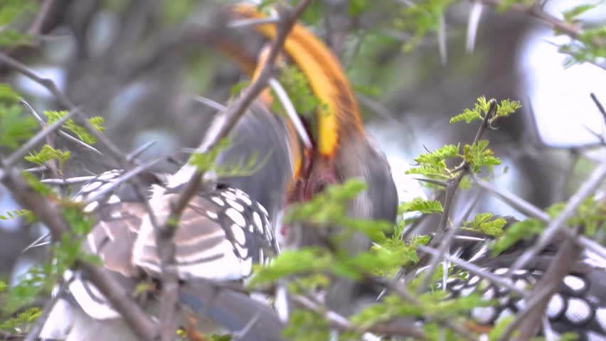 Southern yellow-billed hornbill bird wildlife fighting Tockus Leucomelas South Africa