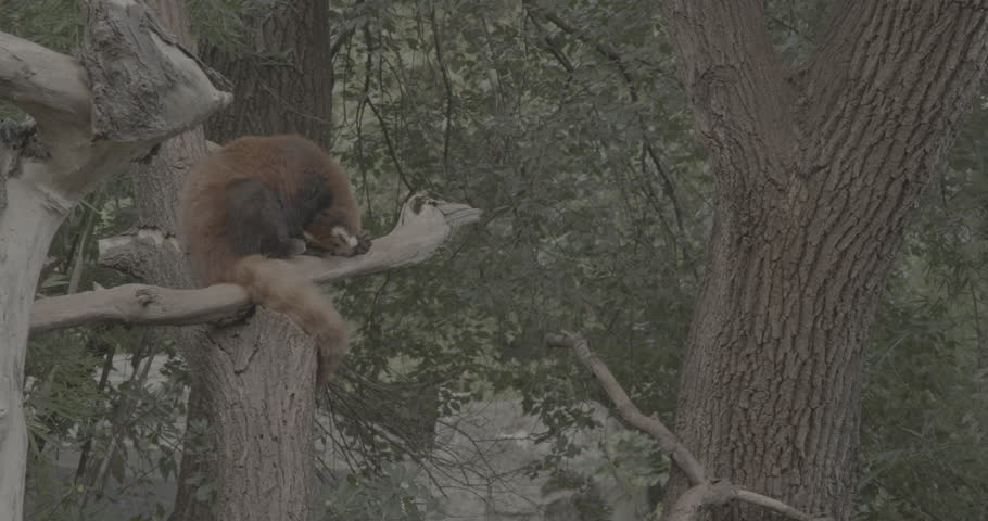 Ungraded C LOG 2, Red Panda Sits On Tree Nd Falls Asleep. Ailurus Fulgens Or Lesser Panda Is Small Mammal Native To The Eastern Himalayas And Southwestern China. Red Pandas Are Also Symbol Of Goodness