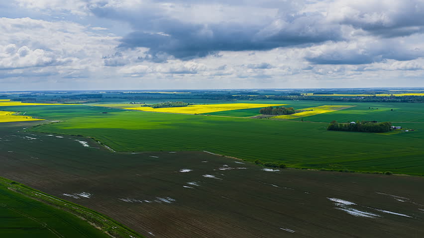Rapeseed agriculture yellow field crop, aerial drone timelapse countryside
