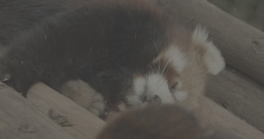 Ungraded C LOG 2, Cute Red Panda Face Close-up View. Red Panda Sleep And Stretches Paws. Ailurus Fulgens Or Lesser Panda Is Small Mammal Native To The Eastern Himalayas And Southwestern China. Red