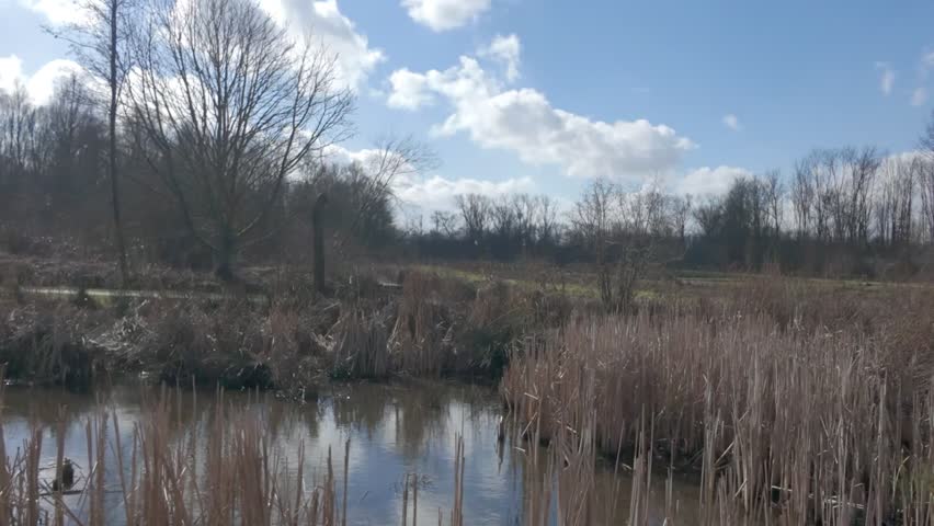 A beautifully serene wetland landscape lies under a clear blue sky, surrounded by tall reeds and lush green trees