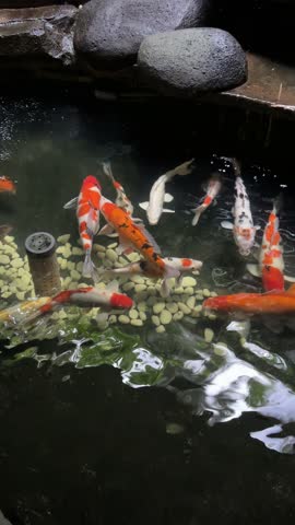 Colorful Koi Fish Swimming Peacefully in a Clear Pond with White Pebbles – Vibrant Japanese Carp in Outdoor Aquarium