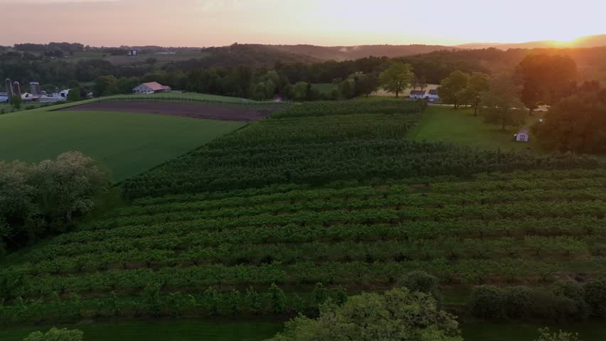 Sunset over a rural American landscape, featuring lush green fields and rows of crops. Tranquil and picturesque scene showing serene countryside living amidst nature