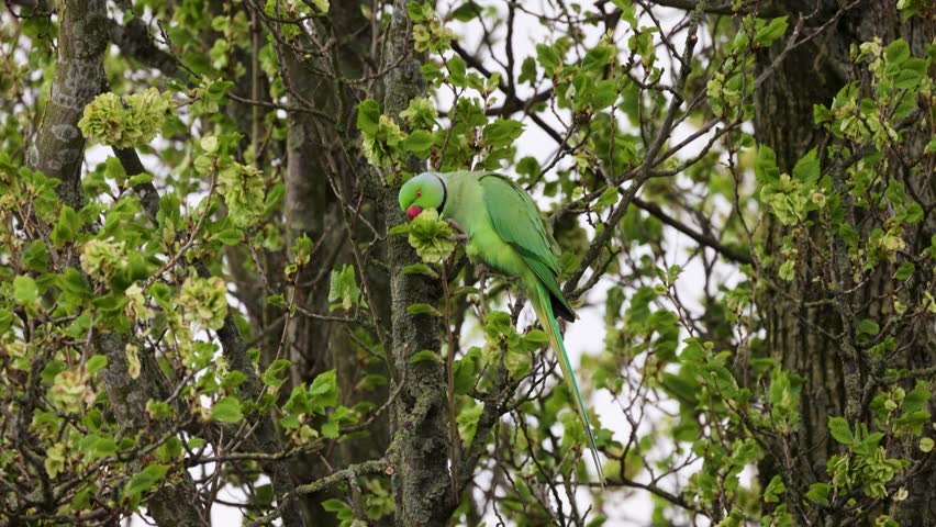 A vibrant green parakeet with a red beak is perched on a leafy tree branch, foraging among fresh spring leaves and blossoms in a peaceful natural setting.