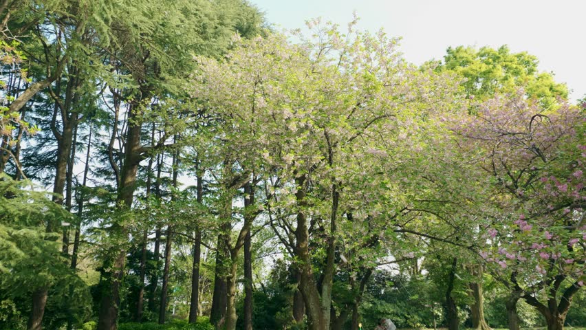 Wide Shot of the Wind Blowing Petals Away from the Pink Sakura Trees in a Beautiful Japanese Park in Tokyo, Japan on a Sunny Day