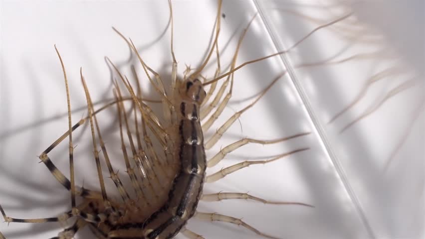 Home Invader: Centipede on a Clean Background, Pest Concept
