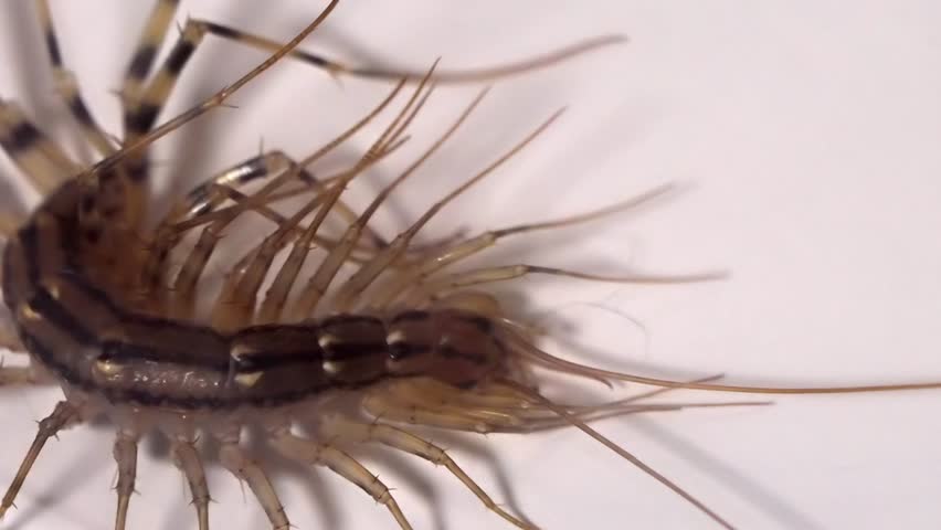 Scutigera Coleoptrata: House Centipede Crawling on a White Surface