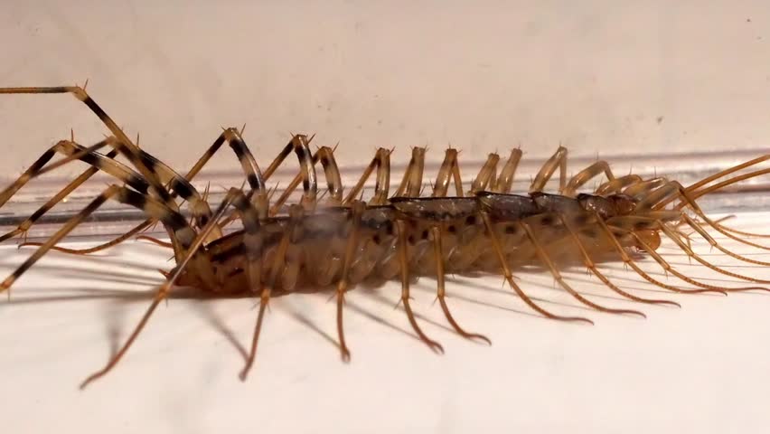 House Centipede Close-up: Detailed View of a Multi-Legged Insect