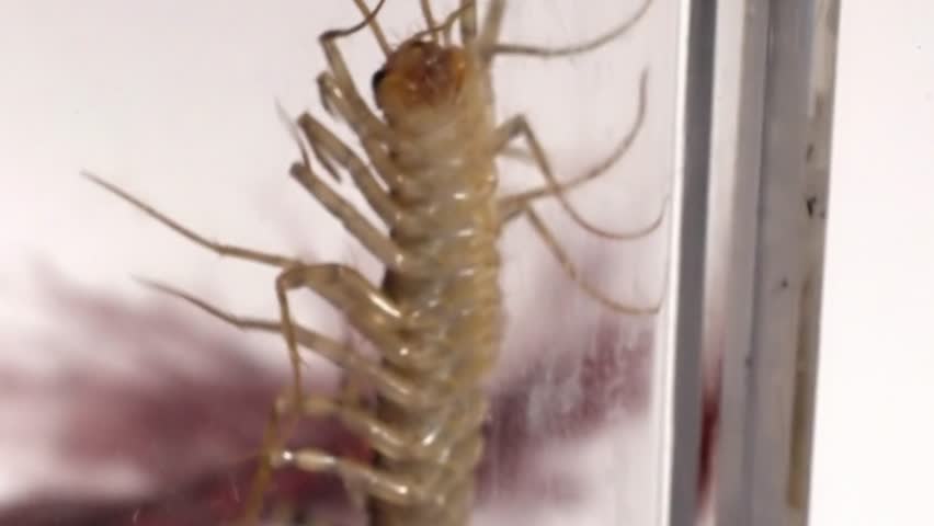 Arthropod Anatomy: Close-up of a Centipede
