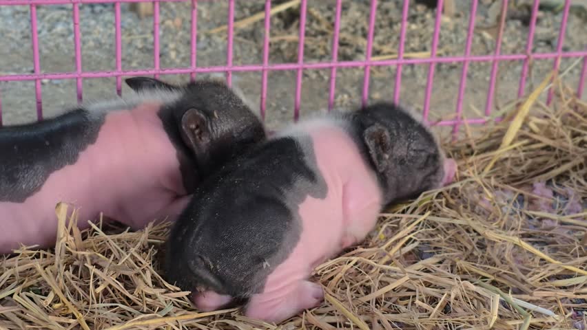 My little pig has arrived. Welcome new members