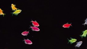 Colorful fish with black background - Powered by Shutterstock - Get 15% off with code: PIKWIZARD15