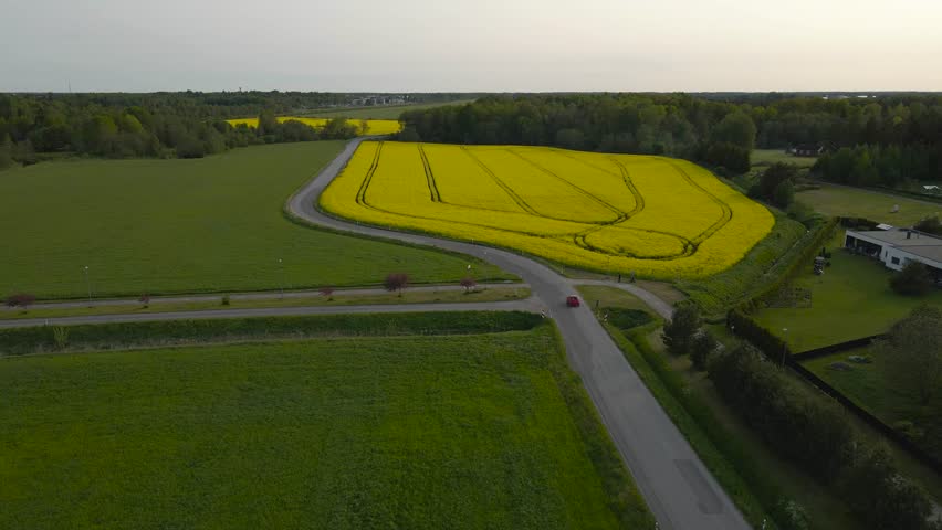 Gorgeous aerial drone view of a small red car or vehicle driving on a rural countryside road in the middle of colorful yellow and green grassy and flower covered farm fields during a cloudy day.