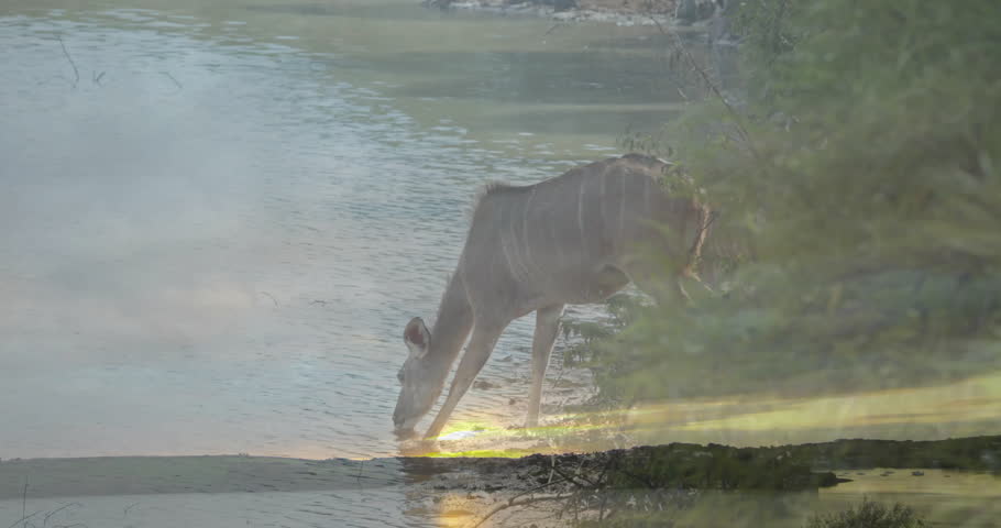 Adult kudu emerging from bushes at dawn, entering pond quenching thirst while juvenile drinking. Wildlife, nature, serenity, aquatic, fauna, conservation, dawn