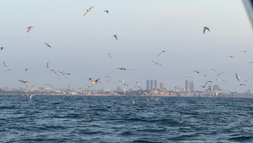 Silhouette of a seagull gliding gracefully over the sea in slow motion, capturing the elegance of flight against a tranquil ocean backdrop. The scene evokes a sense of freedom and serenity, making it 