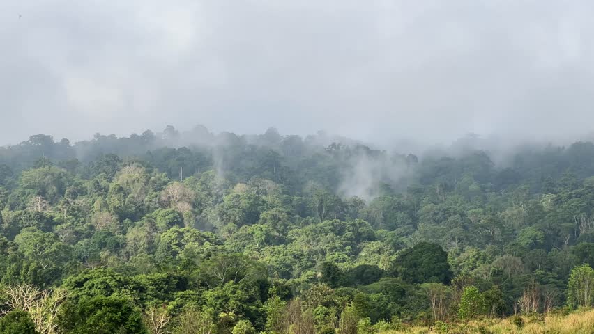 Misty morning shrouds a lush, vibrant rainforest. Dense canopy of evergreen trees creates a serene, tranquil atmosphere. Ideal for travel, nature, and environmental themes.