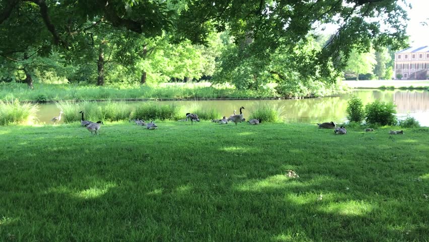 Group of geese are sitting on a grassy field by a pond. The scene is peaceful and serene, with the ducks enjoying the sunny day