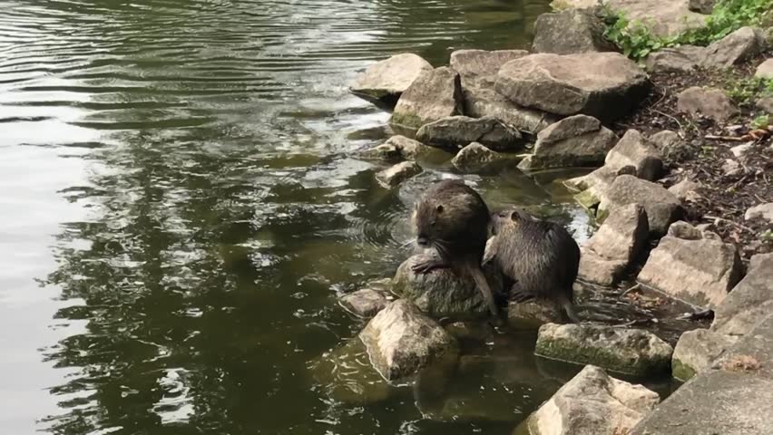 Two otters are playing in the water near some rocks. The water is calm and the otters seem to be enjoying themselves