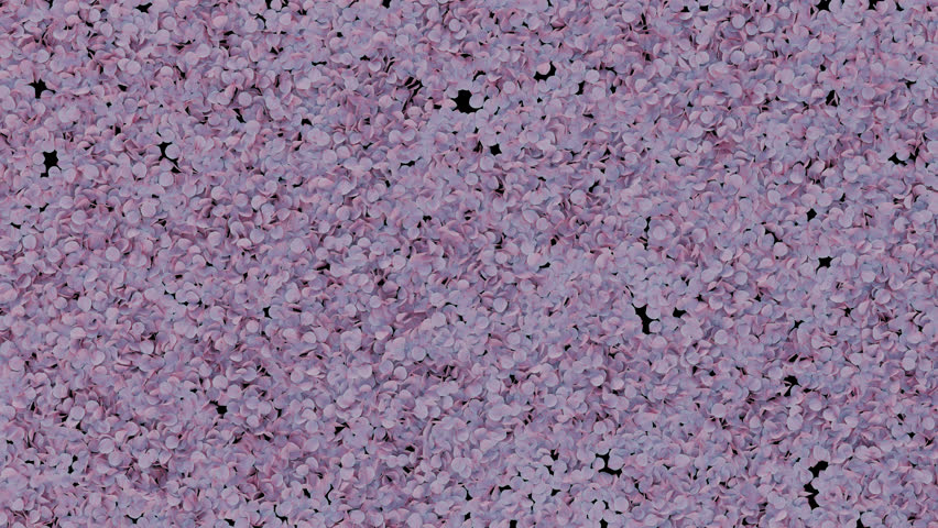 Cherry blossom soft transition effect. 3D render. Gentle cherry blossom wipe on transparent background.