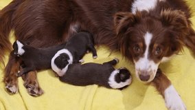 Dog is laying on a yellow blanket with four puppies - Powered by Shutterstock - Get 15% off with code: PIKWIZARD15