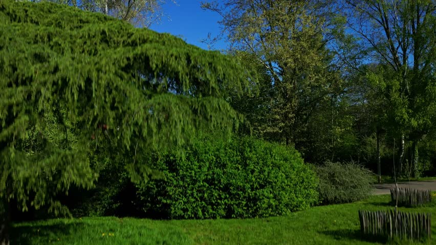 Lush greenery in Parc de Banjan, Le Mans, France. Aerial drone ascending, copy space