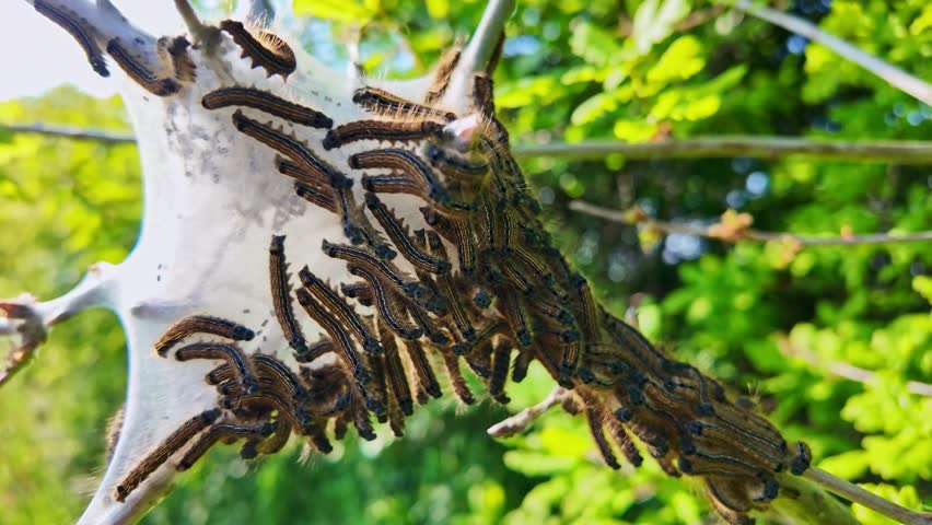 Close-up of many processionary caterpillars, Thaumetopoea processionea, crawling on white silk nest in tree, Green foliage background, insect pest
