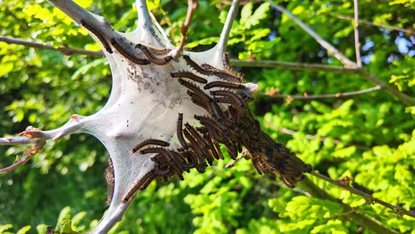 Close-up of oak processionary caterpillars, Thaumetopoea processionea, crawling on their white silk nest in tree, Green leaves in background, Insect pest, nature macro
