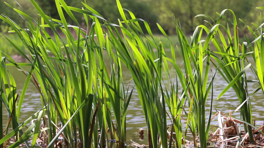 Tall Green Reeds Or Grasses Growing At The Edge Of A Lake Or Pond Gently Sway In The Wind. Natural Lakeside Vegetation.