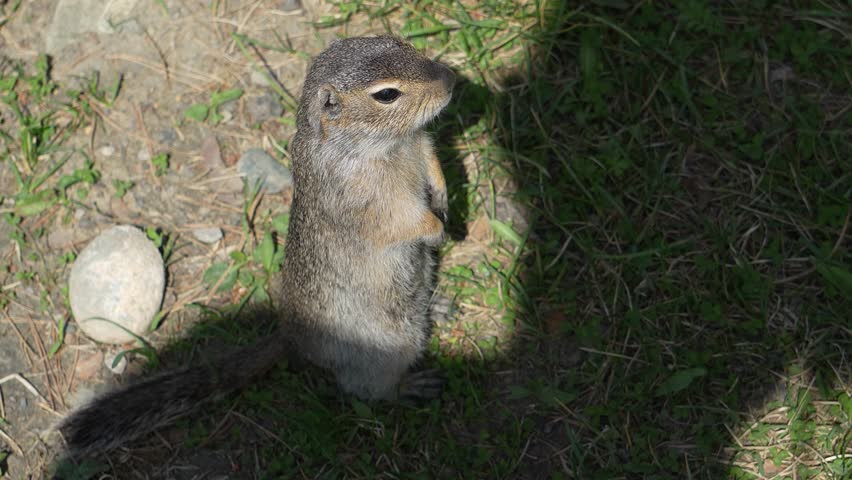 Gophers in Altai. Gophers close-up, small animals