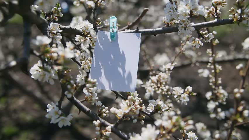 Blank white paper hanging on a flowering tree branch with a plastic clothespin. Springtime holidays and seasonal blooming concept. Design for postcard, invitation